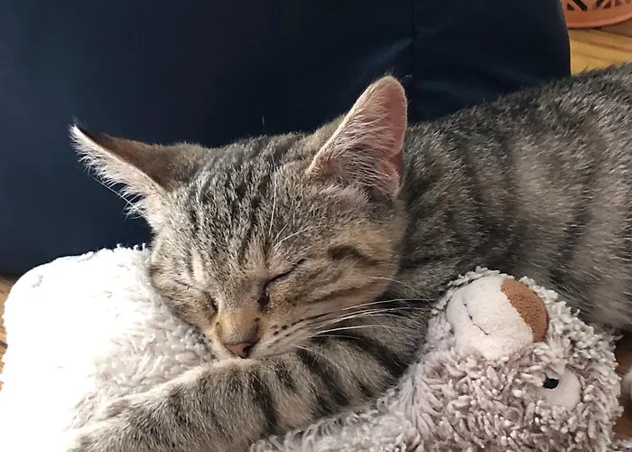 Farm stay La Ferme De Russe